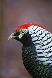 Image result for Chrysolophus amherstiae