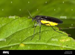 Attēlu rezultāti vaicājumam “Sciara analis”