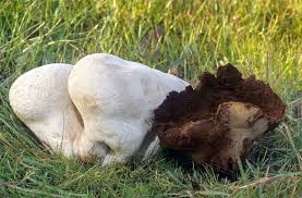 Attēlu rezultāti vaicājumam “Calvatia utriformis”