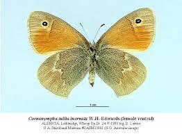 Attēlu rezultāti vaicājumam “Coenonympha tullia”