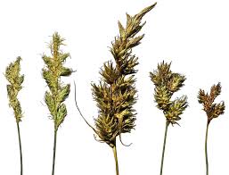 Attēlu rezultāti vaicājumam “Carex praecox”