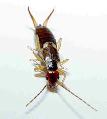 Attēlu rezultāti vaicājumam “Forficula auricularia female”