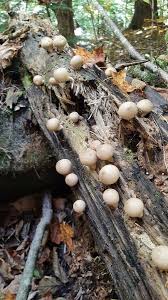 Attēlu rezultāti vaicājumam “Lycoperdon pyriforme young”