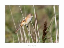 Attēlu rezultāti vaicājumam “Panurus biarmicus female”