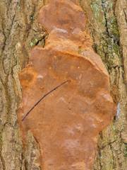 Attēlu rezultāti vaicājumam “Junghuhnia pseudozilingiana”