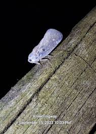 Attēlu rezultāti vaicājumam “Planaphrodes sp.”