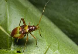Attēlu rezultāti vaicājumam “Closterotomus biclavatus nymph”