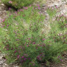 Attēlu rezultāti vaicājumam “Aphelia viburniana”