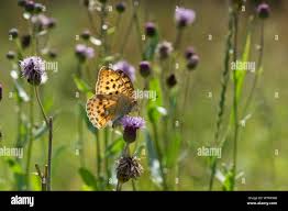 Attēlu rezultāti vaicājumam “Argynnis laodice female”