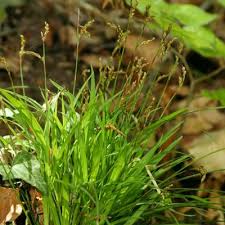 Attēlu rezultāti vaicājumam “Carex digitata fruit”