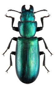 Attēlu rezultāti vaicājumam “Trogossitidae”