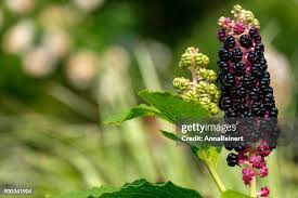 Attēlu rezultāti vaicājumam “Phytolacca acinosa fruit”