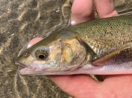 Image result for Mylopharodon conocephalus