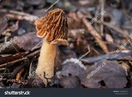 Attēlu rezultāti vaicājumam “Verpa bohemica”