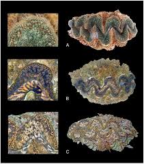 Image result for tridacna