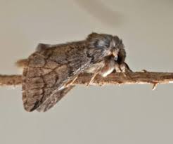 Attēlu rezultāti vaicājumam “Notodontidae”