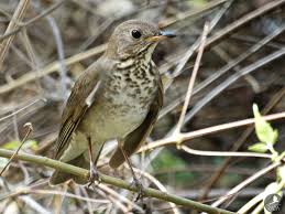 Image result for Catharus minimus