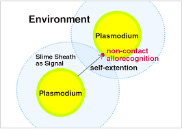 Attēlu rezultāti vaicājumam “Physarum nitens plasmodium”