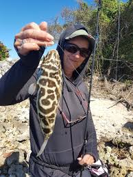 Image result for Diodon hystrix