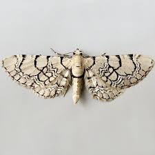 Attēlu rezultāti vaicājumam “Eupithecia venosata”