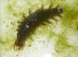 Attēlu rezultāti vaicājumam “Hydrochara caraboides”