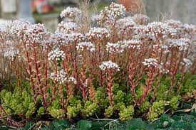 Attēlu rezultāti vaicājumam “Sedum album flower”