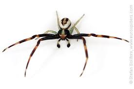 Attēlu rezultāti vaicājumam “Misumena vatia”