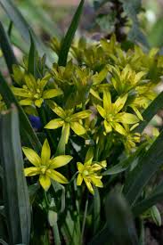 Attēlu rezultāti vaicājumam “Gagea lutea”