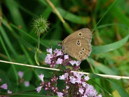 Attēlu rezultāti vaicājumam “Aphantopus hyperantus upperside”