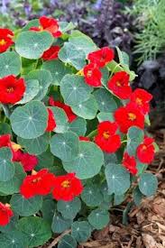 Image result for Tropaeolum minus