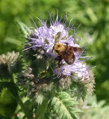 Attēlu rezultāti vaicājumam “Phacelia tanacetifolia”