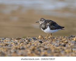 Attēlu rezultāti vaicājumam “Arenaria interpres”