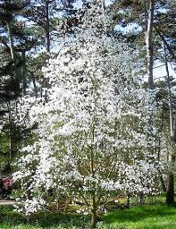 Attēlu rezultāti vaicājumam “Magnolia kobus”