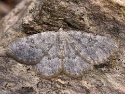 Attēlu rezultāti vaicājumam “Charissa ambiguata”