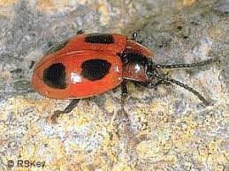 Attēlu rezultāti vaicājumam “Endomychus coccineus”