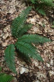 Attēlu rezultāti vaicājumam “Polystichum aculeatum”