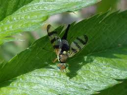 Attēlu rezultāti vaicājumam “Urophora jaceana”