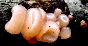 Attēlu rezultāti vaicājumam “Neobulgaria pura”