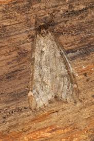 Attēlu rezultāti vaicājumam “Alsophila aescularia”