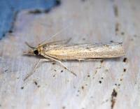 Attēlu rezultāti vaicājumam “Pediasia contaminella”