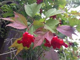 Attēlu rezultāti vaicājumam “Viburnum opulus fruit”
