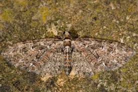 Attēlu rezultāti vaicājumam “Eupithecia icterata female”