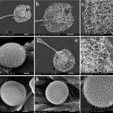 Attēlu rezultāti vaicājumam “Comatricha ellae macro”