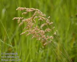 Attēlu rezultāti vaicājumam “Holcus mollis”