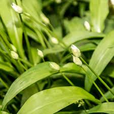 Attēlu rezultāti vaicājumam “Allium ursinum fruit”