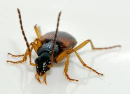 Attēlu rezultāti vaicājumam “Anchomenus dorsalis”