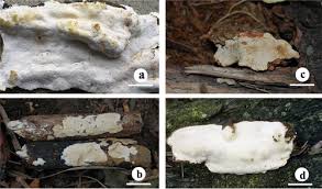 Attēlu rezultāti vaicājumam “Perenniporia medulla-panis”