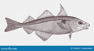 Image result for Melanogrammus aeglefinus