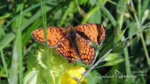 Attēlu rezultāti vaicājumam “Melitaea phoebe underside”