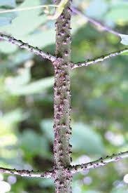 Attēlu rezultāti vaicājumam “Euonymus verrucosus”
